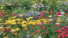 Blumenwiese Wilhelmsdorf